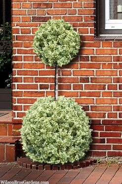 FloraHaven Shop 20 Variegated Boxwood 2-Ball Poodle Tier Topiary - 5 Gallon Pot