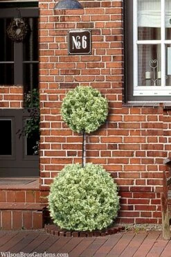 Variegated Boxwood 2-Ball Poodle Tier Topiary - 5 Gallon Pot 11 Variegated Boxwood 2-Ball Poodle Tier Topiary - 5 Gallon Pot -FloraHaven Shop buxus sempervirens aureovariegata boxwood 2 ball poodle tier 8