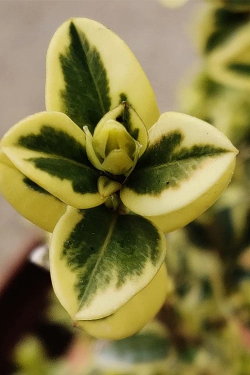 Variegated Boxwood 2-Ball Poodle Tier Topiary - 5 Gallon Pot 6 Variegated Boxwood 2-Ball Poodle Tier Topiary - 5 Gallon Pot - Image 4