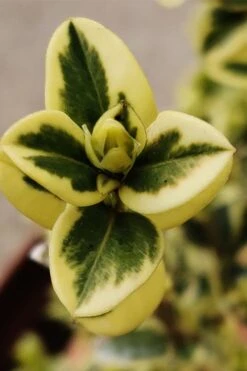 Variegated Boxwood (Buxus Sempervirens 'Aureovariegata') - 2 Gallon Pot - SALE -FloraHaven Shop buxus sempervirens aureovariegata variegated boxwood 1 3