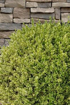 Variegated Boxwood (Buxus Sempervirens 'Aureovariegata') - 2 Gallon Pot -FloraHaven Shop buxus sempervirens aureovariegata variegated boxwood 10 1