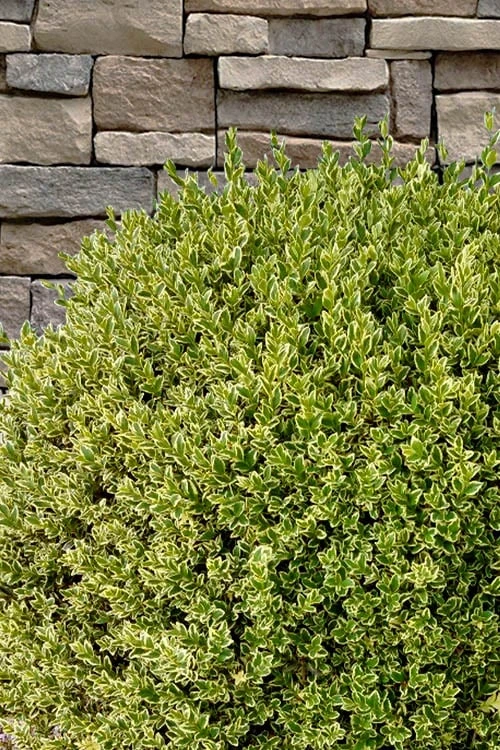 Variegated Boxwood (Buxus Sempervirens 'Aureovariegata') - 5 Gallon Pot 9 Variegated Boxwood (Buxus Sempervirens 'Aureovariegata') - 5 Gallon Pot - Image 7