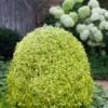 Variegated Boxwood (Buxus Sempervirens 'Aureovariegata') - 2 Gallon Pot - SALE 1 Variegated Boxwood (Buxus Sempervirens 'Aureovariegata') - 2 Gallon Pot - SALE -FloraHaven Shop buxus sempervirens aureovariegata variegated boxwood 5 2