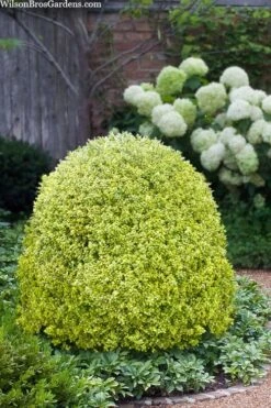 FloraHaven Shop 10 Variegated Boxwood (Buxus Sempervirens 'Aureovariegata') - 2 Gallon Pot - SALE