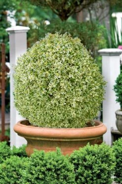 Elegans Variegated Boxwood - Buxus Sempervirens 'Elegantissima' - 1 Gallon Pot -FloraHaven Shop buxus sempervirens elegantissima variegated boxwood 101