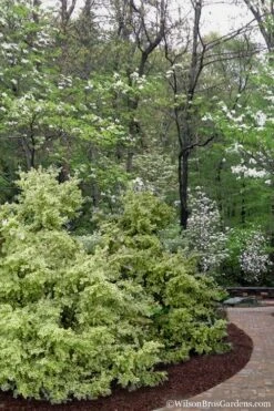 Elegans Variegated Boxwood - Buxus Sempervirens 'Elegantissima' - 6 Pack Of 1 Gallon Pots -FloraHaven Shop buxus sempervirens elegantissima variegated boxwood 102 3