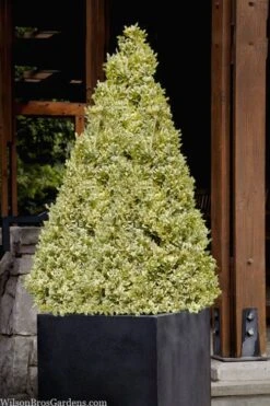 Elegans Variegated Boxwood - Buxus Sempervirens 'Elegantissima' - 3 Gallon Pot -FloraHaven Shop buxus sempervirens elegantissima variegated boxwood 105 1