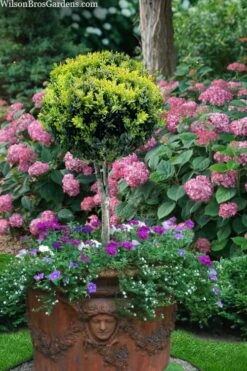 FloraHaven Shop 18 Boxwood Single Ball Standard Topiary (Buxus Sempervirens) - 5 Gallon Pot