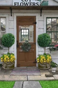 Boxwood Single Ball Standard Topiary (Buxus Sempervirens) - 5 Gallon Pot -FloraHaven Shop buxus sempervirens standard single ball topiary boxwood 2