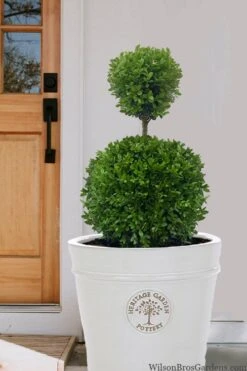 Dwarf English Boxwood Two-Ball Poodle Tier Topiary - 3 Gallon Pot 10 Dwarf English Boxwood Two-Ball Poodle Tier Topiary - 3 Gallon Pot -FloraHaven Shop buxus sempervirens suffriticosa standard two ball topiary boxwood 5