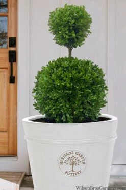 FloraHaven Shop 12 Dwarf English Boxwood Two-Ball Poodle Tier Topiary - 3 Gallon Pot