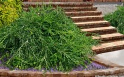 Unraveled Weeping Boxwood - 3 Gallon Pot 13 Unraveled Weeping Boxwood - 3 Gallon Pot -FloraHaven Shop buxus sempervirens unraveled weeping boxwood 15