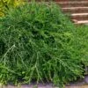 Unraveled Weeping Boxwood - 3 Gallon Pot -FloraHaven Shop buxus sempervirens unraveled weeping boxwood 16