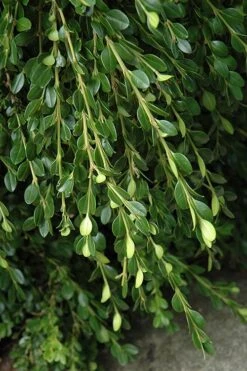 Unraveled Weeping Boxwood - 3 Gallon Pot 12 Unraveled Weeping Boxwood - 3 Gallon Pot -FloraHaven Shop buxus sempervirens unraveled weeping boxwood 5