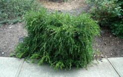 Unraveled Weeping Boxwood - 3 Gallon Pot 14 Unraveled Weeping Boxwood - 3 Gallon Pot -FloraHaven Shop buxus sempervirens unraveled weeping boxwood 7