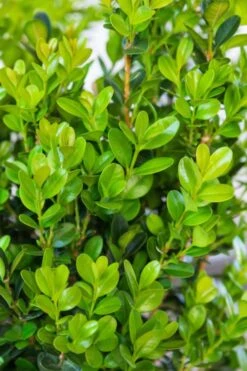 Winterstar Boxwood - 1 Gallon Pot -FloraHaven Shop buxus winterstar boxwood 1 1
