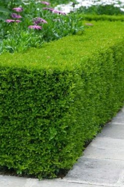 FloraHaven Shop 8 Winterstar Boxwood - 1 Gallon Pot