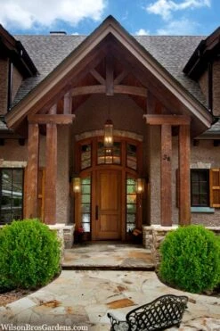 Winterstar Boxwood - 2 Gallon Pot -FloraHaven Shop buxus winterstar boxwood 3