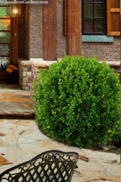 Winterstar Boxwood - 2 Gallon Pot -FloraHaven Shop buxus winterstar boxwood 4