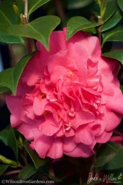 Ack-Scent Fragrant Pink Camellia Japonica - 3 Gallon Pot 11 Ack-Scent Fragrant Pink Camellia Japonica - 3 Gallon Pot -FloraHaven Shop camellia ack scent jw 3