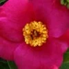 April Melody Camellia Japonica - 3 Gallon Pot -FloraHaven Shop camellia april melody 3