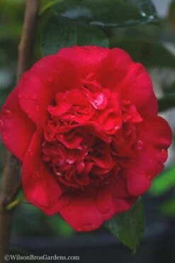 April Tryst Camellia Japonica - 3 Gallon Pot 11 April Tryst Camellia Japonica - 3 Gallon Pot -FloraHaven Shop camellia april tryst 21