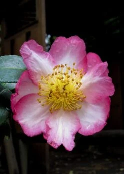 Autumn Sunrise Camellia Sasanqua - 1 Gallon Pot -FloraHaven Shop camellia autumn sunrise 10