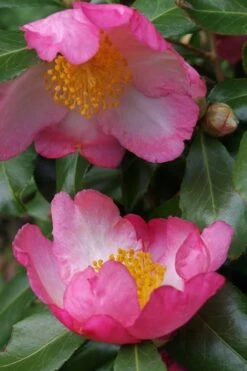 Autumn Sunrise Camellia Sasanqua - 1 Gallon Pot -FloraHaven Shop camellia autumn sunrise 2