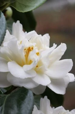 Cream Puff Fragrant Camellia - 3 Gallon Pot -FloraHaven Shop camellia cream puff 1