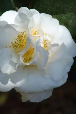 Cream Puff Fragrant Camellia - 3 Gallon Pot -FloraHaven Shop camellia cream puff 2