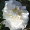 Cream Puff Fragrant Camellia - 3 Gallon Pot -FloraHaven Shop camellia cream puff 4