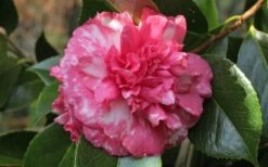 Sacred Dance Camellia Japonica 'Daikagura' - 1 Gallon Pot -FloraHaven Shop camellia daikagura 20 1
