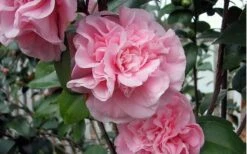 Debutante Pink Camellia Japonica - 1 Gallon Pot -FloraHaven Shop camellia debutante pink 5 1
