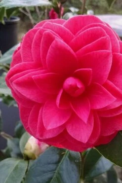 Glen 40 Camellia Japonica - 1 Gallon Pot -FloraHaven Shop camellia glen 40 1