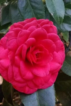 Glen 40 Camellia Japonica - 1 Gallon Pot -FloraHaven Shop camellia glen 40 3