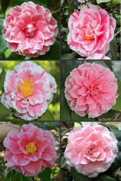 Brilliant Gem Fragrant Camellia Japonica 'Herme' - 1 Gallon Pot -FloraHaven Shop camellia herrmes 1