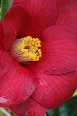 Adeyaka Camellia Japonica - 3 Gallon Pot -FloraHaven Shop camellia japonica adeyaka 1