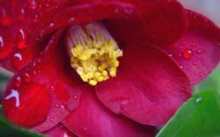 Adeyaka Camellia Japonica - 3 Gallon Pot -FloraHaven Shop camellia japonica adeyaka 3