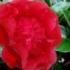 Altheaflora Camellia - 3 Gallon Pot -FloraHaven Shop camellia japonica altheaflora 1