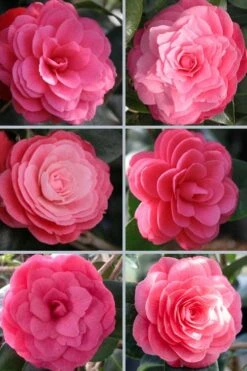 April Kiss Pink Double Flowered Camellia Japonica - 3 Gallon Pot -FloraHaven Shop camellia japonica april kiss 102