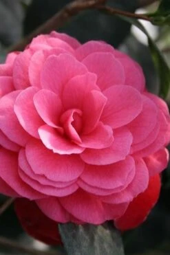 April Kiss Pink Double Flowered Camellia Japonica - 3 Gallon Pot -FloraHaven Shop camellia japonica april kiss 103