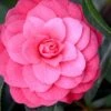 April Kiss Pink Double Flowered Camellia Japonica - 3 Gallon Pot 2 April Kiss Pink Double Flowered Camellia Japonica - 3 Gallon Pot -FloraHaven Shop camellia japonica april kiss 104