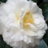 Colonial Dame Camellia - 3 Gallon Pot -FloraHaven Shop camellia japonica colonial dame 20