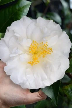 Colonial Dame Camellia - 3 Gallon Pot -FloraHaven Shop camellia japonica colonial dame 4