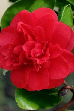 Curly Lady Camellia Japonica - 1 Gallon Pot -FloraHaven Shop camellia japonica curly lady 1