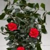 Curly Lady Camellia Japonica - 1 Gallon Pot -FloraHaven Shop camellia japonica curly lady 10