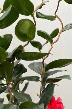 Curly Lady Camellia Japonica - 1 Gallon Pot -FloraHaven Shop camellia japonica curly lady 2