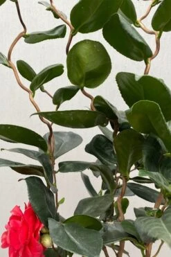 Curly Lady Camellia Japonica - 1 Gallon Pot -FloraHaven Shop camellia japonica curly lady 3