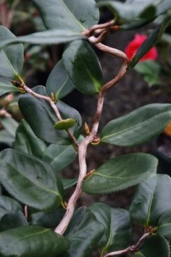 Curly Lady Camellia Japonica - 1 Gallon Pot -FloraHaven Shop camellia japonica curly lady 5