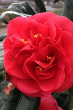 Curly Lady Camellia Japonica - 1 Gallon Pot -FloraHaven Shop camellia japonica curly lady 6